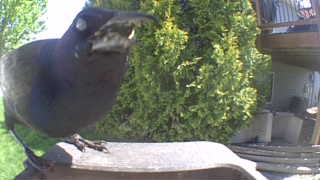 brewer's blackbird