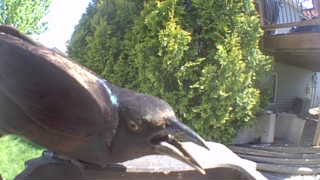 common grackle