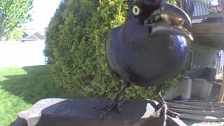 common grackle