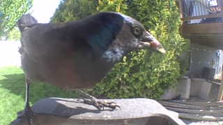 common grackle