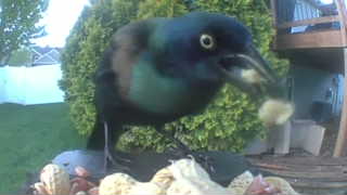 common grackle