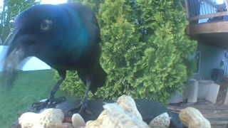 common grackle