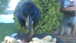 common grackle