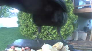 american crow