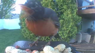american robin