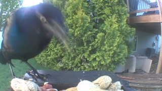 common grackle