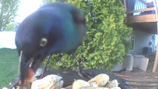 common grackle