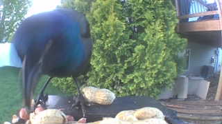 common grackle