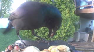 common grackle