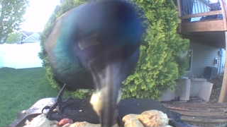 common grackle