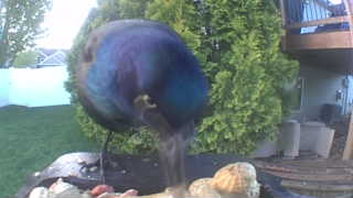 common grackle