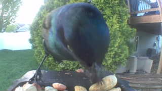 common grackle