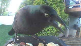 common grackle