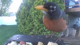 american robin