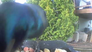 common grackle