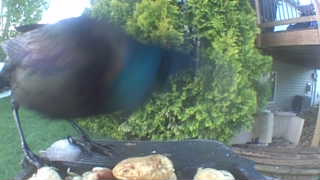 common grackle