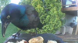 common grackle
