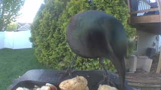 common grackle