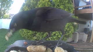 american crow