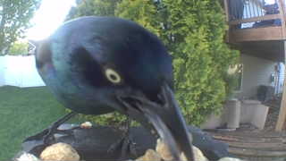 common grackle