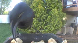 american crow