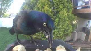 common grackle