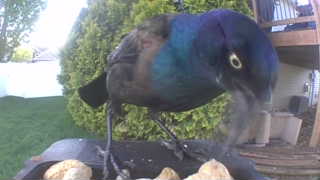 common grackle