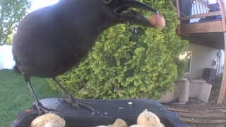 common grackle