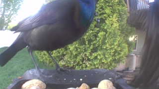 common grackle