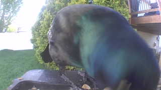 mallard
