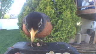 american robin