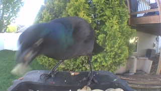 common grackle