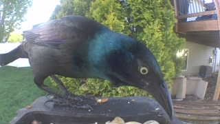 common grackle