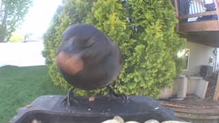 red-winged blackbird