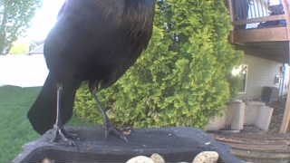 common grackle