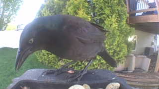 common grackle
