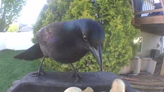 common grackle