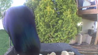 common grackle