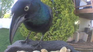 common grackle