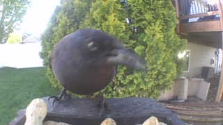 american crow
