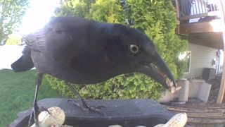 american crow
