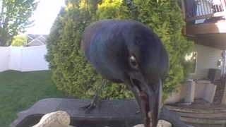 common grackle