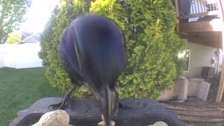 common grackle