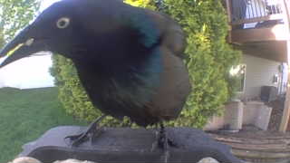 common grackle