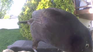 common grackle