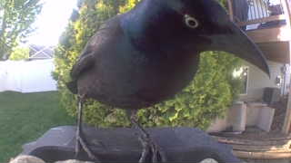 common grackle