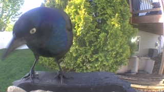 common grackle