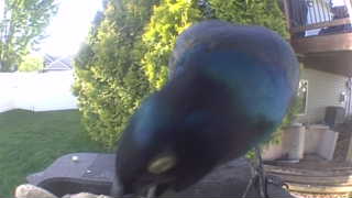 common grackle
