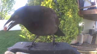 common grackle