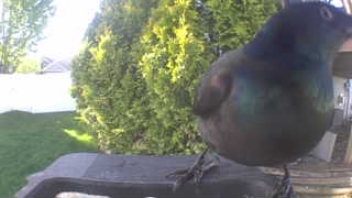 common grackle